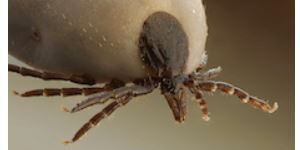 immunization-is-the-best-protection-against-tick-borne-encephalitis immunization-is-the-best-protection-against-tick-borne-encephalitis