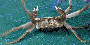 octopus-inspired-robot-can-grip,-move,-and-manipulate-a-wide-range-of-objects