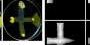 a-model-to-design-logic-gates-inspired-by-a-single-cell-organism