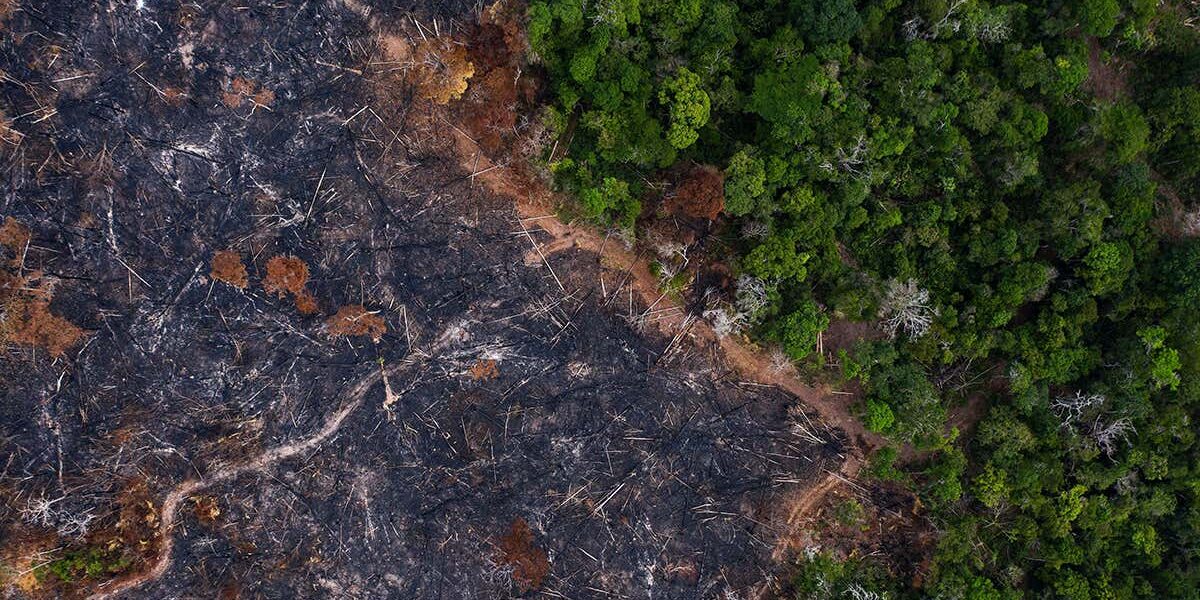 amazon-deforestation-looks-set-to-hit-a-record-high-in-2020 amazon-deforestation-looks-set-to-hit-a-record-high-in-2020