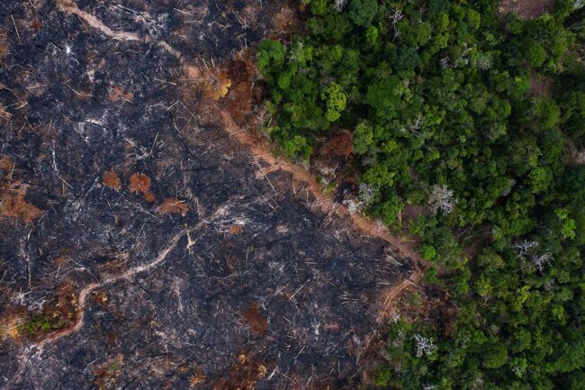 amazon-deforestation-looks-set-to-hit-a-record-high-in-2020 amazon-deforestation-looks-set-to-hit-a-record-high-in-2020