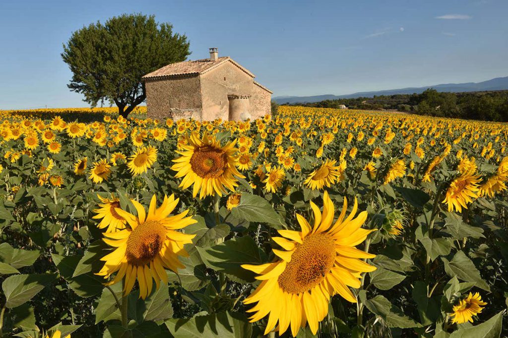 many-plants-may-soon-be-illegal-in-france-and-no-one-knows-what-to-do