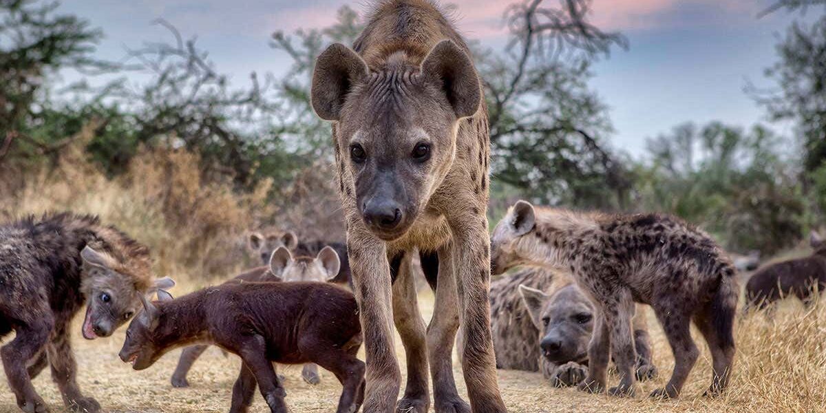 do-other-species-experience-a-period-of-adolescence-like-us? do-other-species-experience-a-period-of-adolescence-like-us?