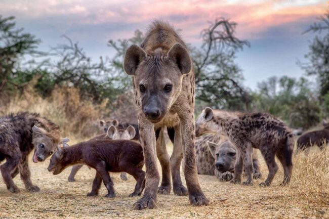 do-other-species-experience-a-period-of-adolescence-like-us? do-other-species-experience-a-period-of-adolescence-like-us?