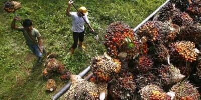 cabinet-allows-plantation-industry-to-resume-operations cabinet-allows-plantation-industry-to-resume-operations