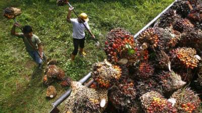 Cabinet allows plantation industry to resume operations