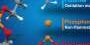 a-cyclic-phosphate-based-electrolyte-for-safe-and-high-voltage-lithium-ion-batteries