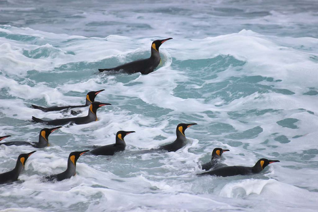 penguins-call-out-as-they-hunt-under-water-but-we’re-not-sure-why