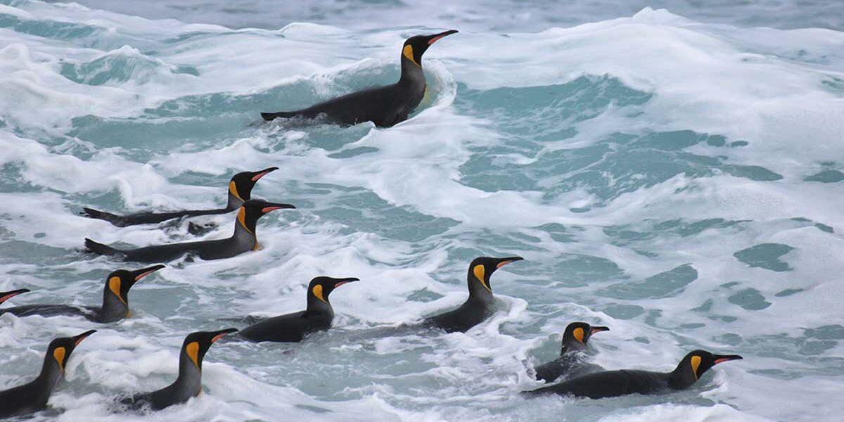 penguins-call-out-as-they-hunt-under-water-but-we’re-not-sure-why penguins-call-out-as-they-hunt-under-water-but-we’re-not-sure-why