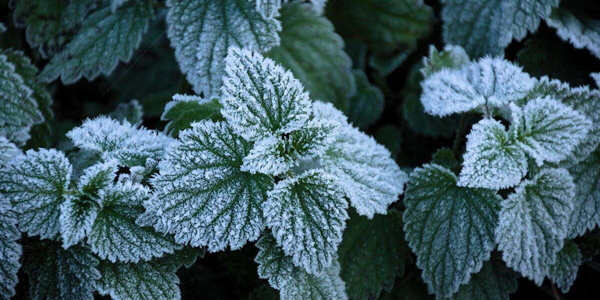 artificial-leaves-made-from-aluminium-could-keep-windows-frost-free