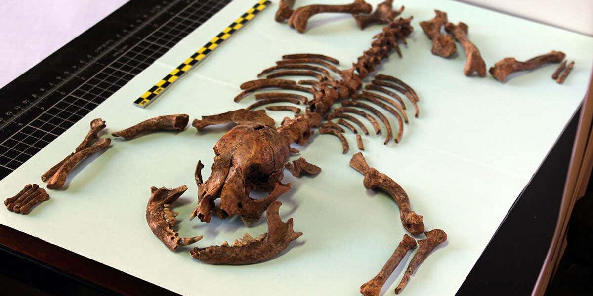 we-may-have-started-keeping-lapdogs-as-pets-2000-years-ago we-may-have-started-keeping-lapdogs-as-pets-2000-years-ago