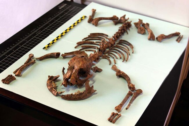 we-may-have-started-keeping-lapdogs-as-pets-2000-years-ago we-may-have-started-keeping-lapdogs-as-pets-2000-years-ago