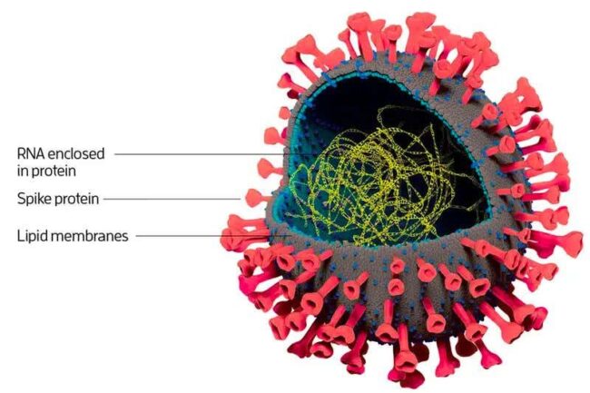 we’re-beginning-to-understand-the-biology-of-the-covid-19-virus we’re-beginning-to-understand-the-biology-of-the-covid-19-virus