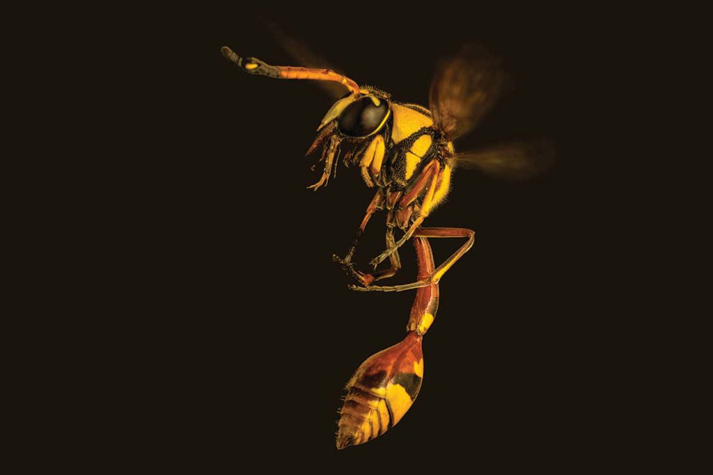 wasps-may-benefit-us-as-much-as-bees.-could-we-learn-to-love-them?