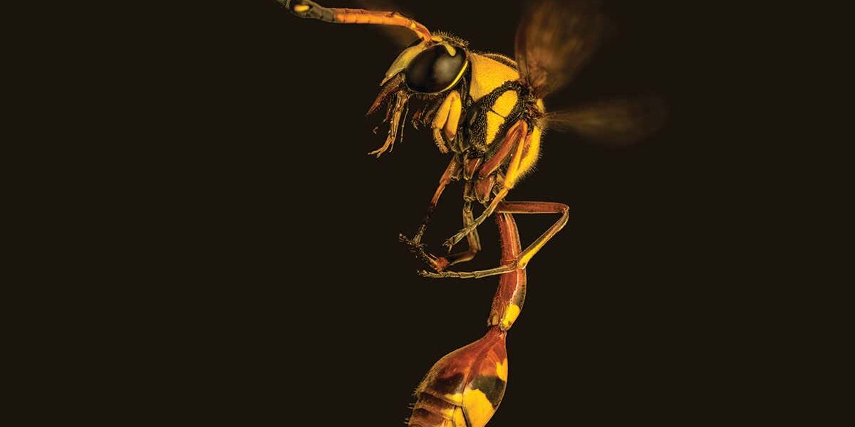 wasps-may-benefit-us-as-much-as-bees.-could-we-learn-to-love-them? wasps-may-benefit-us-as-much-as-bees.-could-we-learn-to-love-them?