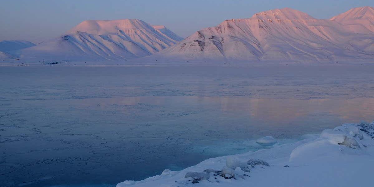 plants-sprouted-from-seeds-stored-for-decades-in-a-disused-arctic-mine plants-sprouted-from-seeds-stored-for-decades-in-a-disused-arctic-mine