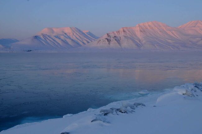 plants-sprouted-from-seeds-stored-for-decades-in-a-disused-arctic-mine plants-sprouted-from-seeds-stored-for-decades-in-a-disused-arctic-mine