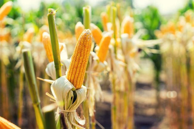 how-quantum-computing-got-a-boost-from-an-experiment-in-a-cornfield how-quantum-computing-got-a-boost-from-an-experiment-in-a-cornfield