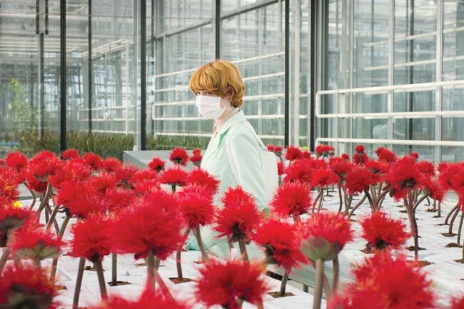 little-joe-review:-we-should-worry-about-these-mind-bending-plants little-joe-review:-we-should-worry-about-these-mind-bending-plants