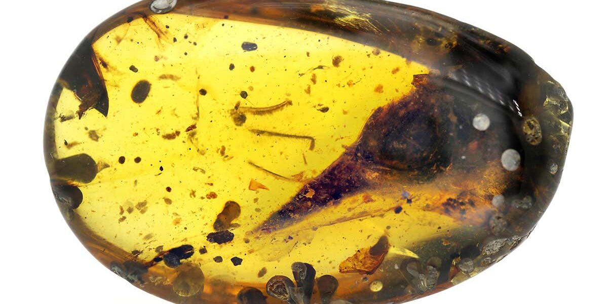 tiny-birdlike-dinosaur-species-identified-from-skull-trapped-in-amber tiny-birdlike-dinosaur-species-identified-from-skull-trapped-in-amber