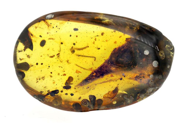 Tiny birdlike dinosaur species identified from skull trapped in amber