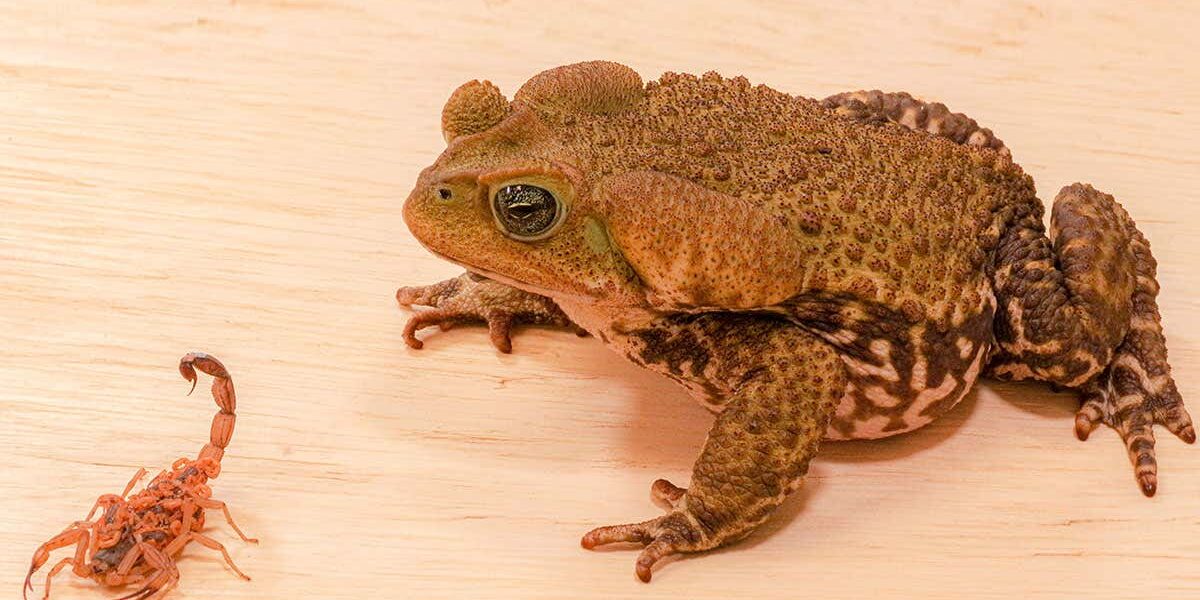 brazilian-toads-that-eat-scorpions-can-survive-the-venom-of-10-stings brazilian-toads-that-eat-scorpions-can-survive-the-venom-of-10-stings