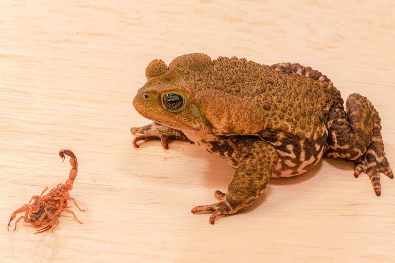 Brazilian toads that eat scorpions can survive the venom of 10 stings