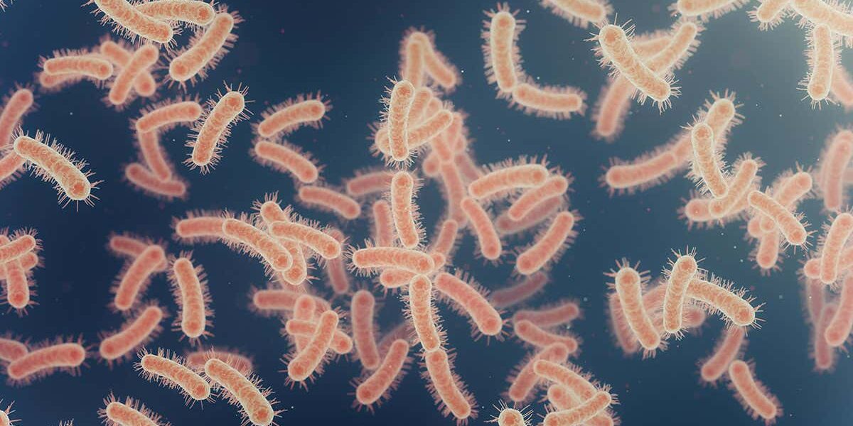 bacteria-sacrifice-themselves-when-under-attack-to-save-their-colonies bacteria-sacrifice-themselves-when-under-attack-to-save-their-colonies