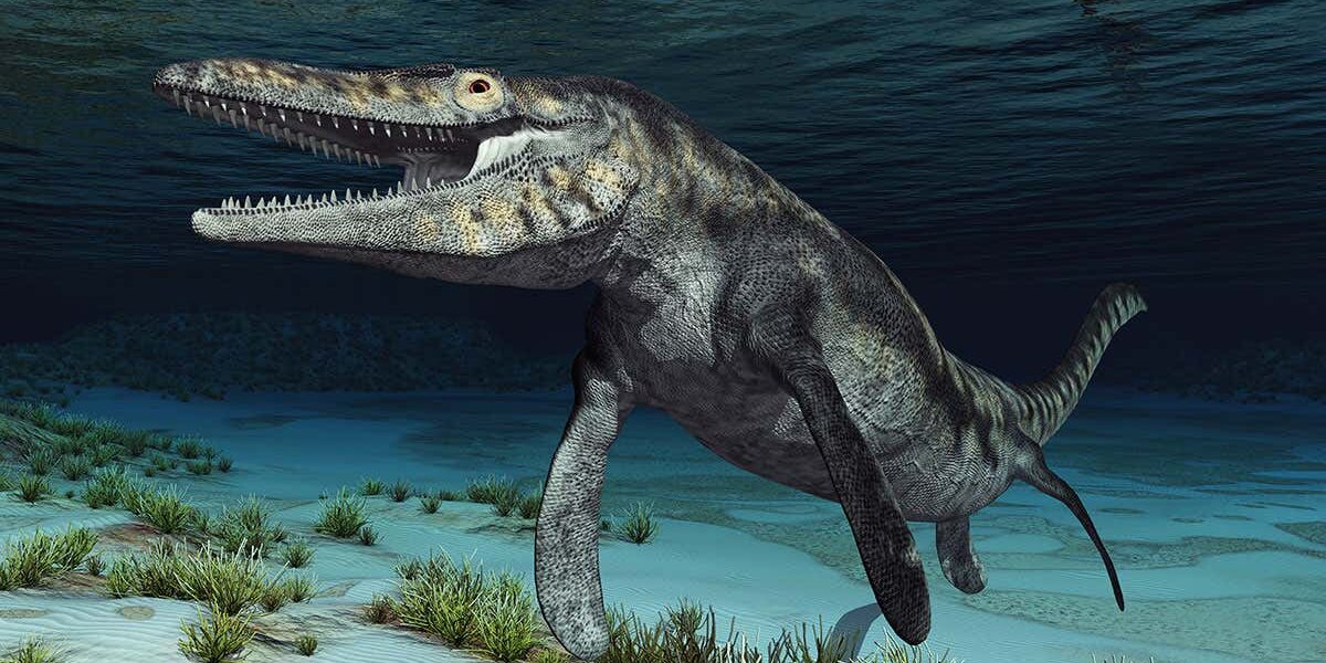 meet-carlo,-an-ancient-reptile-who-had-part-of-his-face-bitten-off meet-carlo,-an-ancient-reptile-who-had-part-of-his-face-bitten-off
