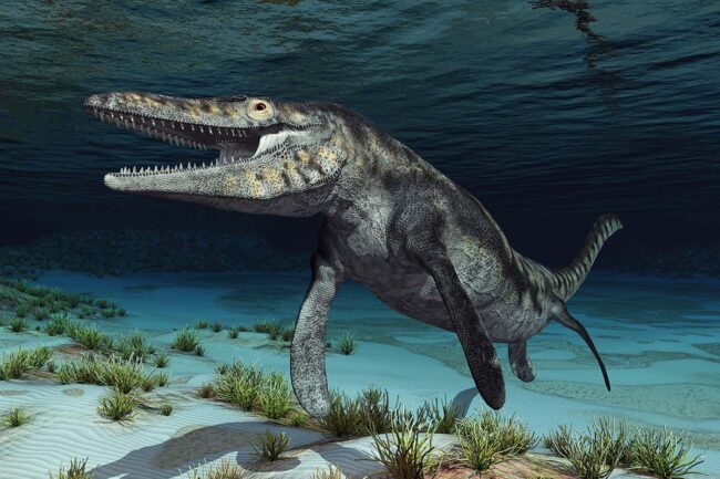 meet-carlo,-an-ancient-reptile-who-had-part-of-his-face-bitten-off meet-carlo,-an-ancient-reptile-who-had-part-of-his-face-bitten-off