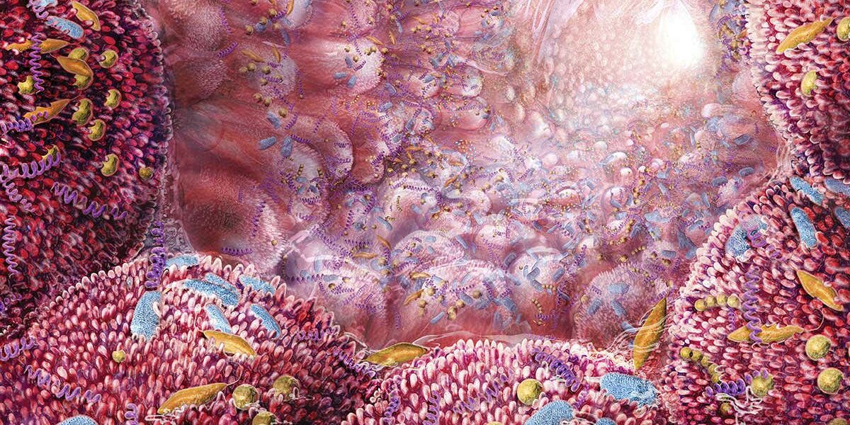 bacteria-found-leaking-from-gut-to-body-in-people-who-are-obese bacteria-found-leaking-from-gut-to-body-in-people-who-are-obese