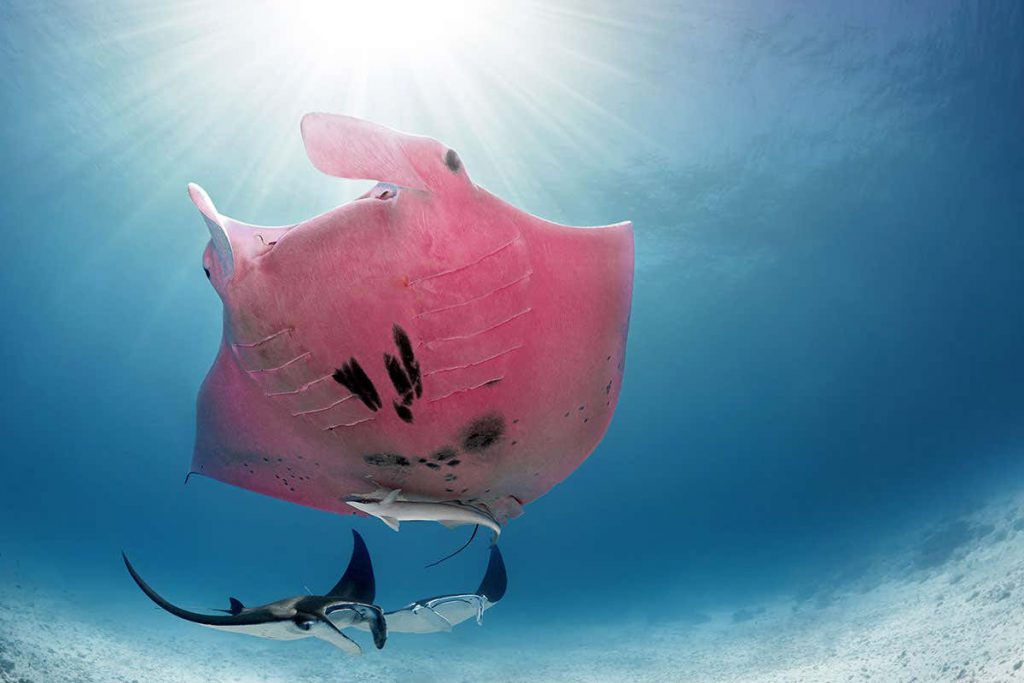 world’s-only-known-pink-manta-ray-spotted-in-the-great-barrier-reef