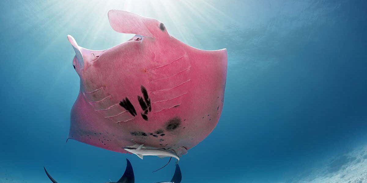 world’s-only-known-pink-manta-ray-spotted-in-the-great-barrier-reef world’s-only-known-pink-manta-ray-spotted-in-the-great-barrier-reef