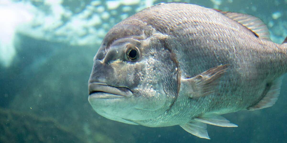 warming-oceans-are-causing-marine-life-to-shift-towards-the-poles