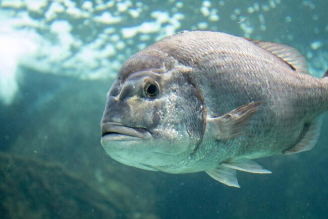 warming-oceans-are-causing-marine-life-to-shift-towards-the-poles warming-oceans-are-causing-marine-life-to-shift-towards-the-poles