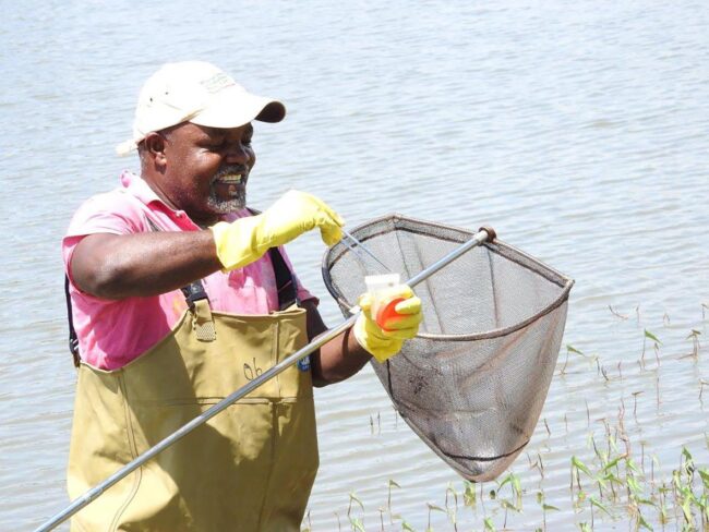 schistosomiasis-elimination:-refocusing-on-snail-control-to-sustain-progress schistosomiasis-elimination:-refocusing-on-snail-control-to-sustain-progress