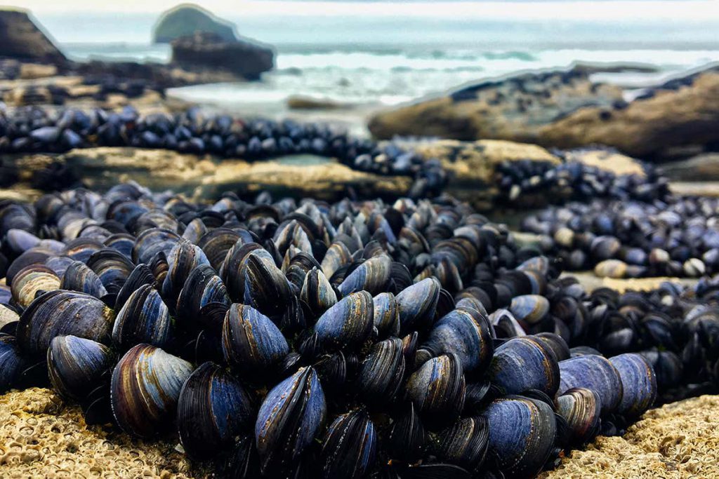 neanderthals-feasted-on-seafood-and-nuts-according-to-fossil-remains