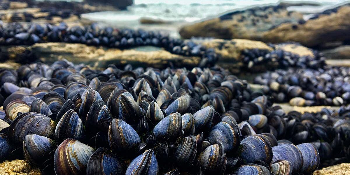 neanderthals-feasted-on-seafood-and-nuts-according-to-fossil-remains neanderthals-feasted-on-seafood-and-nuts-according-to-fossil-remains