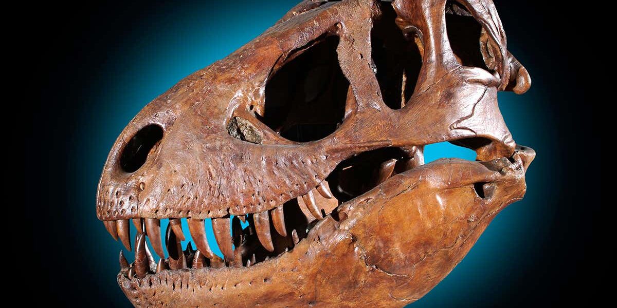 the-evolutionary-mystery-of-flying-may-finally-be-cracked-by-genetics