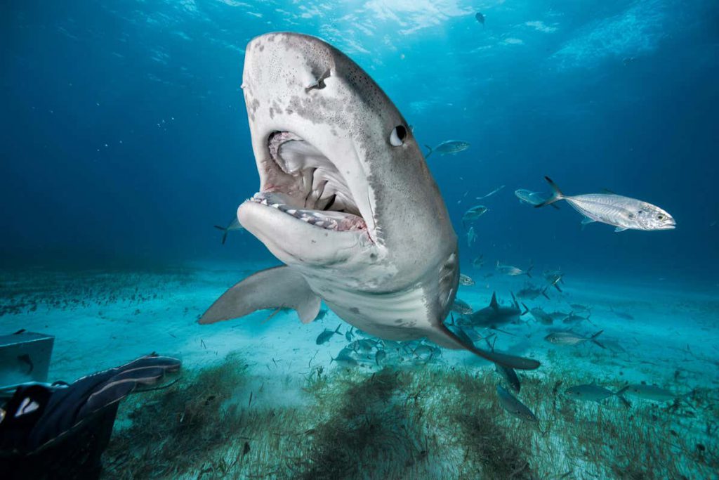 sharks-are-easier-to-catch-in-cooler-waters,-and-we-have-no-idea-why