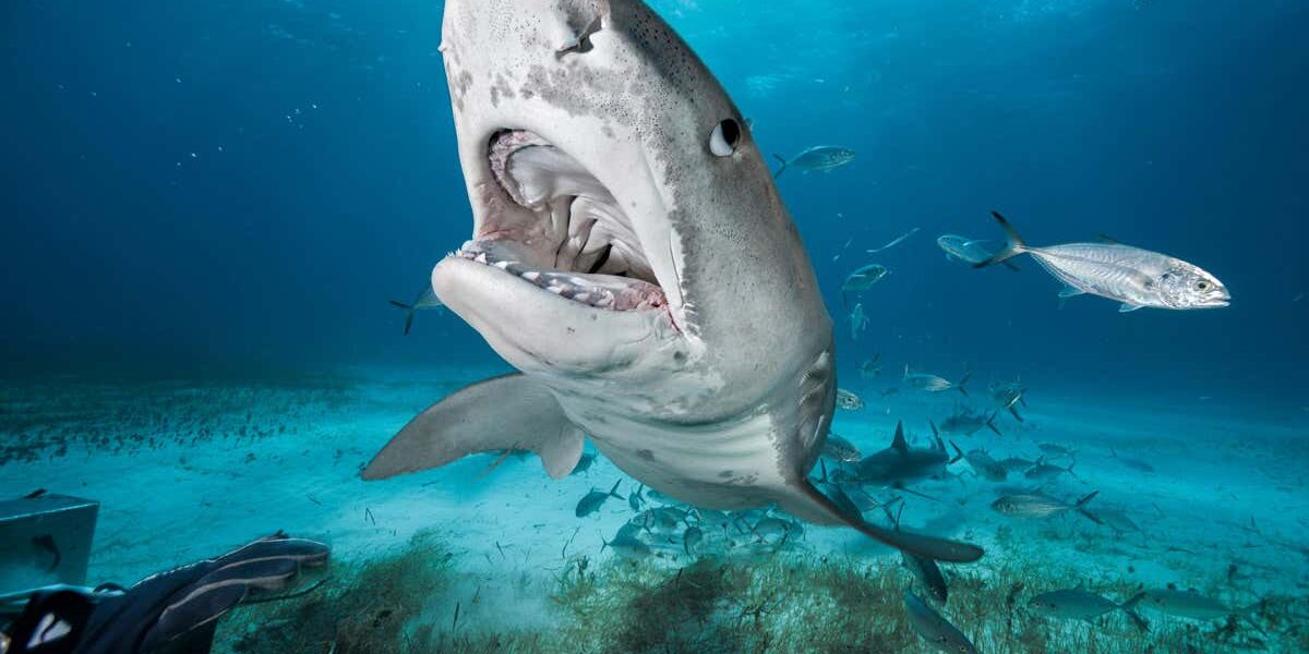 sharks-are-easier-to-catch-in-cooler-waters,-and-we-have-no-idea-why sharks-are-easier-to-catch-in-cooler-waters,-and-we-have-no-idea-why