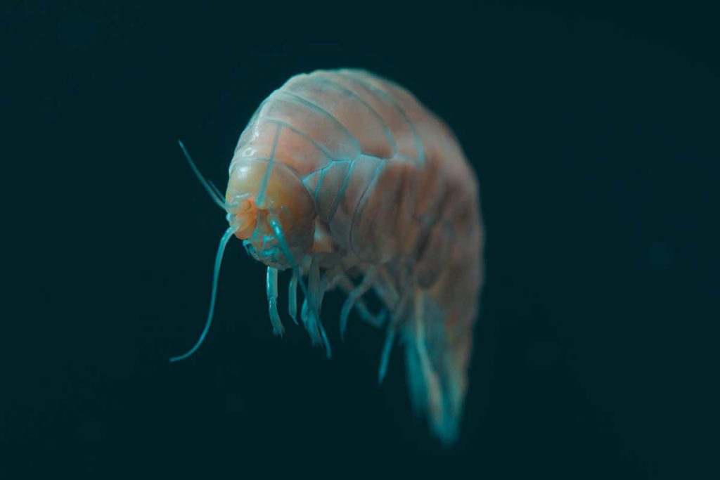 newly-discovered-species-found-deep-in-the-ocean-contains-microplastic