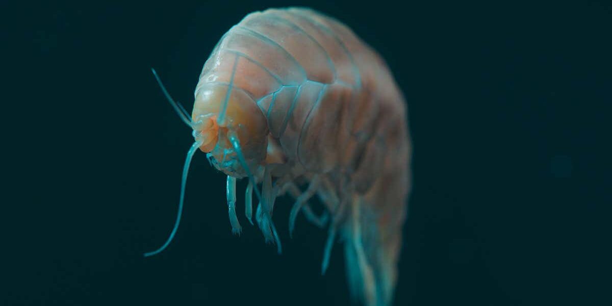 newly-discovered-species-found-deep-in-the-ocean-contains-microplastic newly-discovered-species-found-deep-in-the-ocean-contains-microplastic