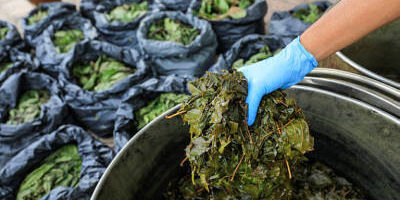 attempts-to-smuggle-drugs,-ketum-leaves-worth-rm6.19m-foiled attempts-to-smuggle-drugs,-ketum-leaves-worth-rm6.19m-foiled