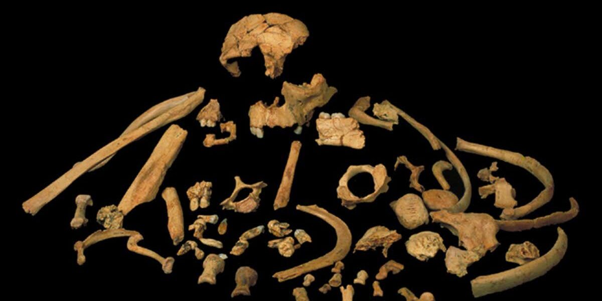 we-may-now-know-what-our-common-ancestor-with-neanderthals-looked-like