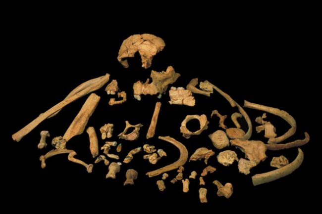 we-may-now-know-what-our-common-ancestor-with-neanderthals-looked-like we-may-now-know-what-our-common-ancestor-with-neanderthals-looked-like
