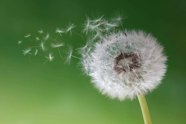 microrobots-made-from-pollen-help-remove-toxic-mercury-from-wastewater microrobots-made-from-pollen-help-remove-toxic-mercury-from-wastewater