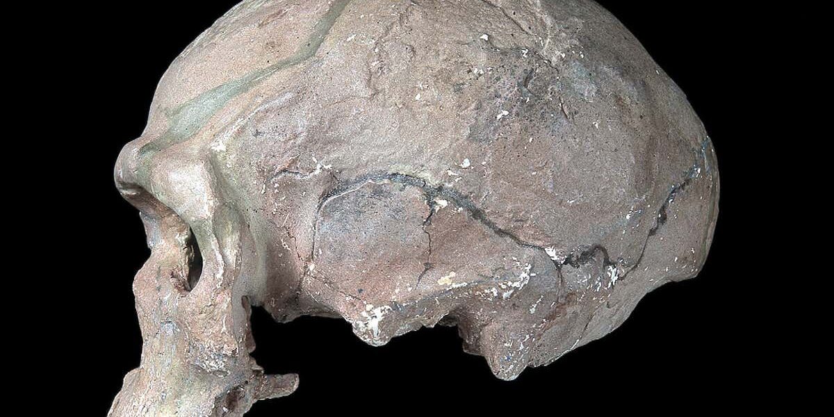 human-evolution:-the-astounding-new-story-of-the-origin-of-our-species