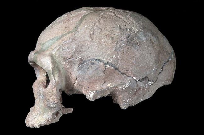 human-evolution:-the-astounding-new-story-of-the-origin-of-our-species human-evolution:-the-astounding-new-story-of-the-origin-of-our-species