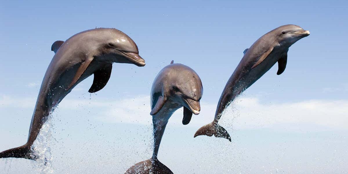male-bottlenose-dolphins-synchronise-their-calls-to-attract-females male-bottlenose-dolphins-synchronise-their-calls-to-attract-females